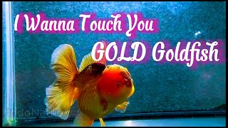 Goldfish Videos [upl. by Oilegor]