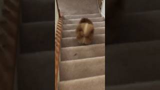 Pomeranian vs stairs and barking adorable sounds [upl. by Egin]