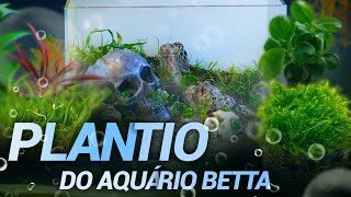 COMO FAZER O PLANTIO PARA O SEU AQUÁRIO DE BETTA FAZENDA SUBMERSA [upl. by Einor]