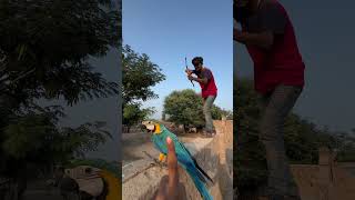 Macaw Parrot ko bacha lea [upl. by Varrian]