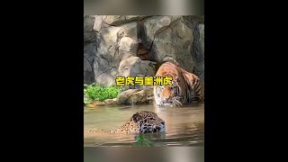 美洲虎和老虎針鋒相對解說版動物世界 野生動物零距離 [upl. by Lindberg]