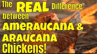 Araucana Chickens Versus Ameraucana Know the difference between these backyard chickens😍🐥🐥 [upl. by Ybab]