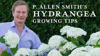 Tips and Care for Hydrangeas [upl. by Annmaria]