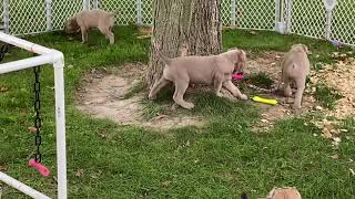 Cane Corso puppies fawn fromentino formentino [upl. by Phail]