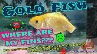 Gold Fish Fin Rot Treatment  Fish Tail Rot complete Treatment [upl. by Goles]