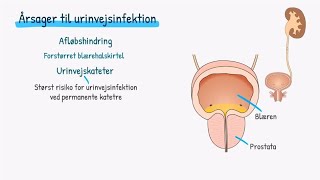 Nyrer og urinveje Urinvejsinfektion [upl. by Eidissac636]