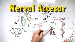 Nervul ACCESOR [upl. by Dewayne]