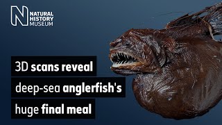 3D scans reveal deepsea anglerfishs huge final meal  Natural History Museum [upl. by Blight]