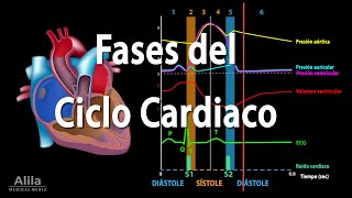 Fases del Ciclo Cardiaco y el Esquema de Wiggers Animación Alila Medical Media Español [upl. by Farica]