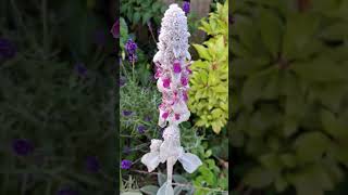 Lambs Ear Flowers flowers perennialplants garden shorts [upl. by Kirchner]