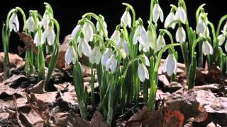 EARLY SPRING snowdrop flower time laps Sir David Attenboroughs opinion [upl. by Kassandra]