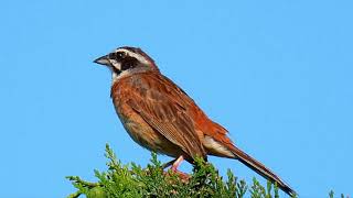 ホオジロの地鳴き01 高音質【野鳥観察 鳥の鳴き声 バードウォッチング】Emberiza cioides Calling Bird Sound Bird Song [upl. by Nynnahs]