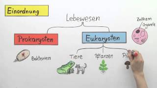 Die Hefe  Biologie  Zoologie [upl. by Ettennej]