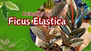 Guía Definitiva para Cuidar tu Ficus Elastica Todo lo que Necesitas Saber [upl. by Soma389]