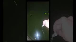 Alligator gar feeding with Squid fish attitude fish fishing alligator nature feeding 1million [upl. by Idou]