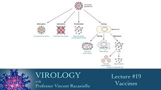 Virology 2014 lecture 19  Vaccines [upl. by Sevik873]