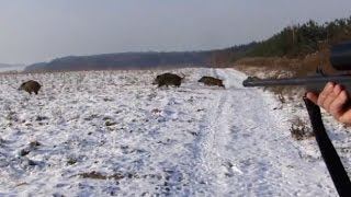 Polowanie zbiorowe na dziki Drückjagd  vildsvinsjakt  wild boar hunting Chasse Au Sanglier [upl. by Hedda]