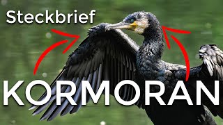 der KORMORAN  Steckbrief AussehenFortpflanzung und mehr [upl. by Anitnoc]