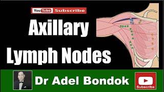 Axillary Lymph Nodes Dr Adel Bondok [upl. by Karylin]