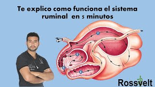 Fisiología Ruminal [upl. by Aldwin]