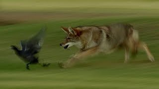 Coyote Hunts Birds  BBC Earth [upl. by Ahsied]