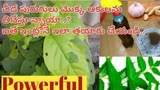 Neem and garlic Pesticide Natural and free pesticide for any plants [upl. by Oguh]