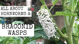 All about Hornworms amp Braconid Wasps [upl. by Eldin]