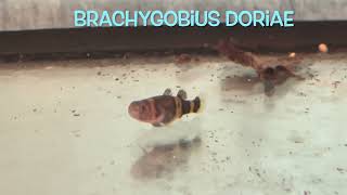 Brachygobius doriae [upl. by Huppert]