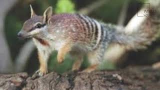 Interesting facts about numbat by weird square [upl. by Neenej900]