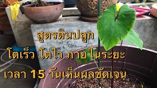 สูตรดินปลูก โตเร็ว โตไว เห็นผลชัดเจนภายในระยะเวลาไม่เกิน 15 วัน ต้นหน้ากากฟาโรห์  Ep12 [upl. by Ainnat]