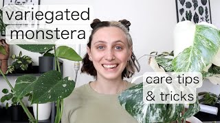 VARIEGATED MONSTERA CARE  Monstera Albo Care Tips amp Tricks [upl. by Ariajaj]