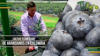 Cultivo Tecnificado de Arándanos En Colombia  TvAgro por Juan Gonzalo Angel [upl. by Ursel]