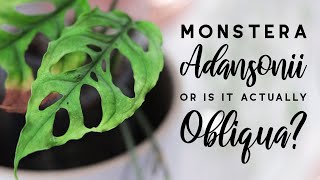 Monstera adansonii vs obliqua  Differences and an InDepth Comparison  FEATURING A REAL OBLIQUA [upl. by Sharyl709]