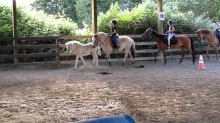 The best way to train a young horse arena exercises Fjord horse foal [upl. by Dubenko277]