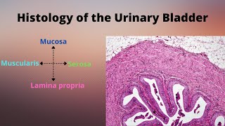 Histology of the Urinary Bladder [upl. by Iatnohs]