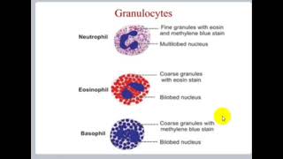 Blood Physiology  White Blood Cells [upl. by Valdis726]