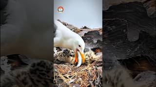 Bird life nature birds animal wildlife intresting mother chicks feeding youtube shorts [upl. by Nais]