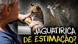 JAGUATIRICA PET A VIDA DE UM FELINO SELVAGEM AO LADO DO SER HUMANO [upl. by Obellia]