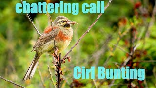 Emberiza cirlus  Cirl bunting birdwatching wildlifephotography shorts [upl. by Rainer]