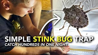 How We Got Rid of Stink Bugs  Easy DIY Brown Marmorated Stink Bug Trap [upl. by Whiney]