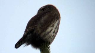 Sperlingskauz  Chevêchette  Pygmy Owl [upl. by Enilegna]