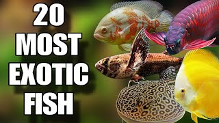 20 Most Exotic Freshwater Fish For Your Aquarium  Top 20 Exotic Freshwater Fish [upl. by Knah694]