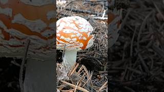 Amanita Muscaria aka The Fly Agaric mushroom on Pikes Peak Colorado [upl. by Hgielime]