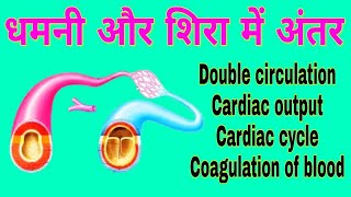 धमनी और शिरा में अंतर  Differences between Arteries and Veins  Double Circulation  Cardiac cycle [upl. by Chad]