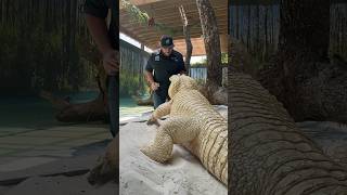 Leucistic Alligator Training Session‼️ gatorland whitealligator alligator [upl. by Utir]