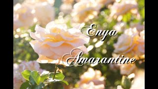 ふわふ和訳：Amarantine  Enya [upl. by Goodspeed]