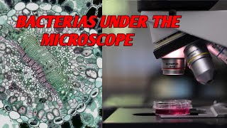 BACTERIAS UNDER THE MICROSCOPE [upl. by Mellen]