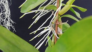 Aprende a Recuperar Orquídeas  Raíces Brotes y Vara Floral  44 [upl. by Charleton]