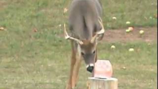 Big Bucks Fighting over Mighty Deer Lick Sweet Apple Block [upl. by Attennod583]