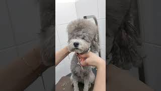 GRAY COAT BICHON FRISES FIRST GROOMING 😳🐶🤗 dog puppy grooming cutedog shortsvideo [upl. by Mukerji]